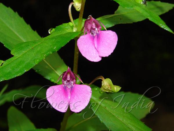 Opposite-Leaved Balsam